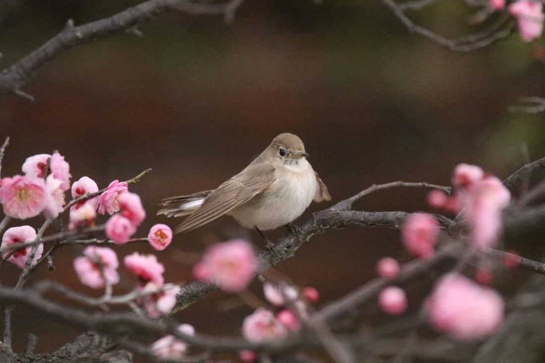 Feb Japan Spring Late February Japanese Landscapes – KONGODO SGI STORE